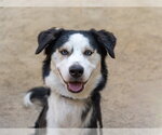 Small #2 Siberian Husky Mix