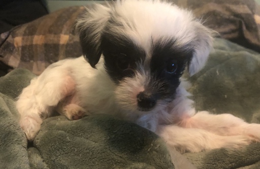 Medium Photo #15 Chinese Crested Puppy For Sale in MANHATTAN, NY, USA
