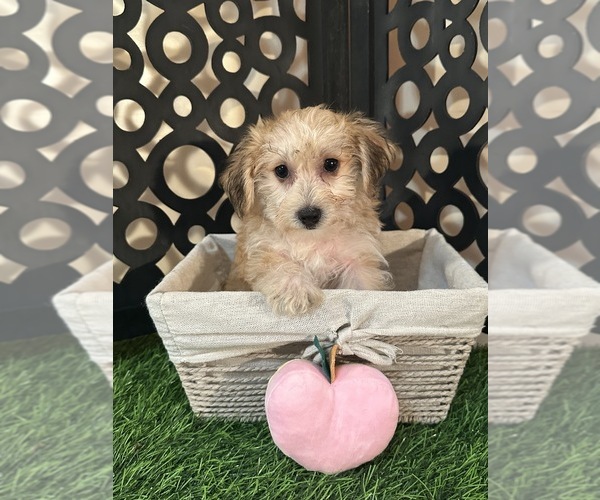 Medium Photo #3 Yo-Chon Puppy For Sale in MOUNT VERNON, OH, USA