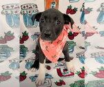 Small #1 American Pit Bull Terrier-Labrador Retriever Mix