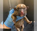 A613198 - Male Mutt Dog for Adoption - Small photo