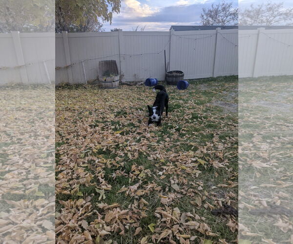 Medium Photo #7 Border Collie-Unknown Mix Puppy For Sale in Sandy, UT, USA