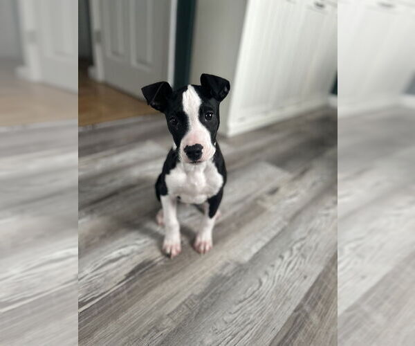 Medium Photo #7 Labrador Retriever-Unknown Mix Puppy For Sale in Brewster, NY, USA