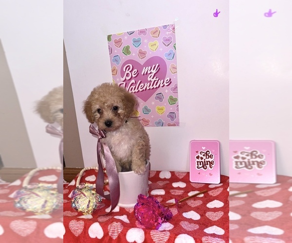 Medium Photo #6 Goldendoodle (Miniature) Puppy For Sale in DUBUQUE, IA, USA