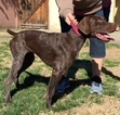 Small Photo #4 German Shorthaired Pointer Puppy For Sale in SUN VALLEY, CA, USA