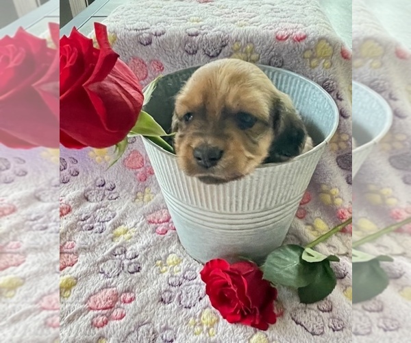 Medium Photo #1 Dachshund Puppy For Sale in TOMBALL, TX, USA