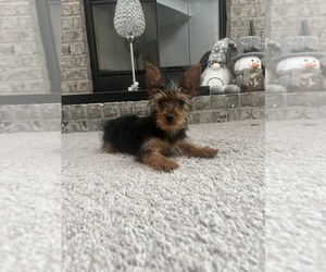 Yorkshire Terrier Dog for Adoption in MARTINSVILLE, Indiana USA