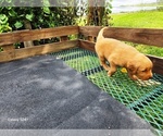 Small #5 Golden Retriever
