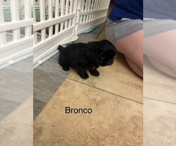 Medium Photo #17 Shih Apso Puppy For Sale in SCOTTSDALE, AZ, USA