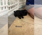 Small #16 Shih Apso