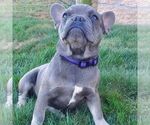 Small #1 French Bulldog