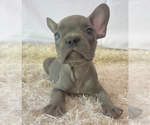 Small Photo #1 French Bulldog Puppy For Sale in GAINESVILLE, FL, USA