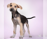 Small #1 Mutt