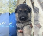 Small #20 German Shepherd Dog
