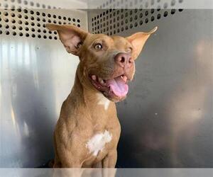 Staffordshire Bull Terrier-Unknown Mix Dogs for adoption in Corpus Christi, TX, USA