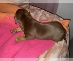 Small Photo #8 Dachshund Puppy For Sale in DENHAM SPRINGS, LA, USA