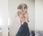 Small Photo #7 Aussiedoodle Puppy For Sale in SPENCER, TN, USA