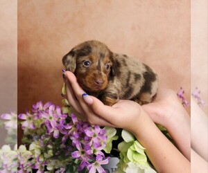 Dachshund Litter for sale in HONEY BROOK, PA, USA