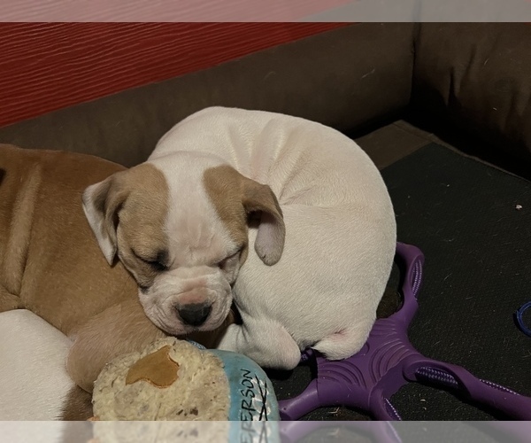 Medium Photo #10 American Bulldog Puppy For Sale in BONAIRE, GA, USA