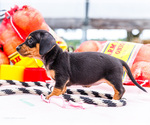 Small #4 Dachshund