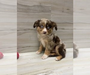 Miniature Australian Shepherd Puppy for sale in DALLAS, TX, USA