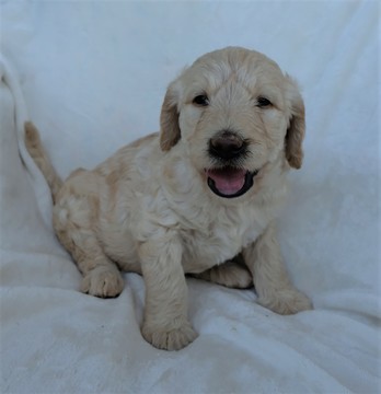 Medium Photo #1 Double Doodle Puppy For Sale in COMER, GA, USA