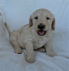 Double Doodle Puppy for sale in COMER, GA, USA