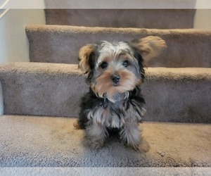 Yorkshire Terrier Puppy for sale in WINDHAM, NH, USA