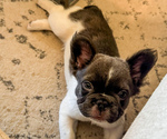 Small #3 French Bulldog
