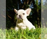 Small Photo #3 French Bulldog Puppy For Sale in WARSAW, IN, USA