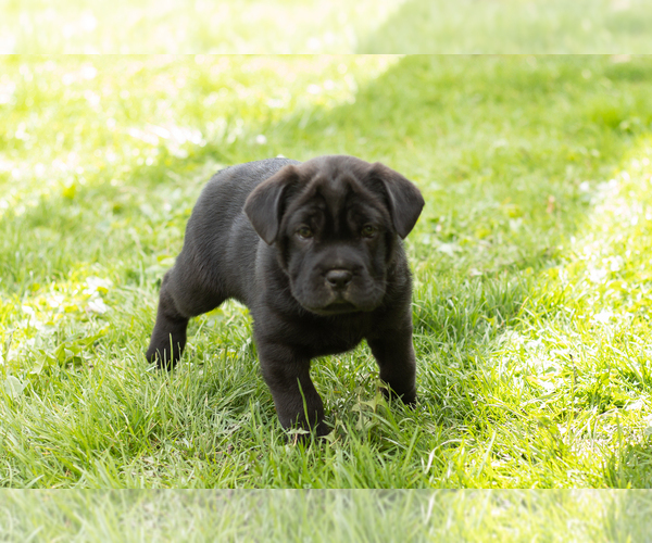 Medium Photo #3 Cocker-Pei Puppy For Sale in MILLERSBURG, IN, USA