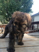 Small Photo #1 Bouvier Des Flandres Puppy For Sale in CHILCOOT, CA, USA