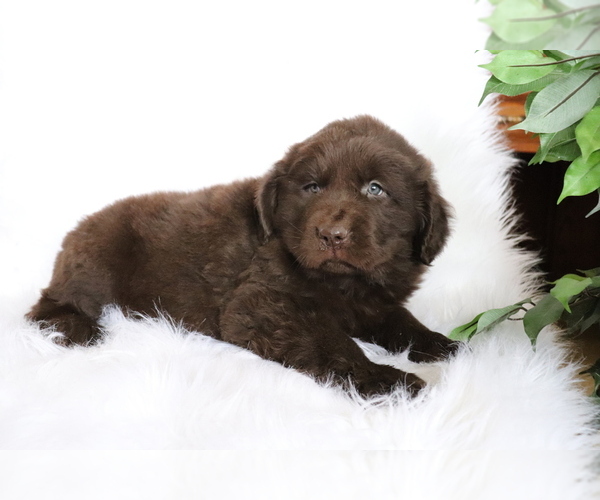 Medium Photo #2 Newfoundland Puppy For Sale in SHILOH, OH, USA