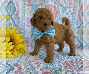 Goldendoodle (Miniature) Puppy for sale in LANCASTER, PA, USA