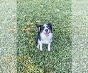 Australian Shepherd-Unknown Mix Dogs for adoption in Lewisburg, WV, USA