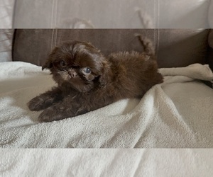Shih Tzu Puppy for sale in SPRING HILL, FL, USA
