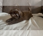 Small Shih Tzu