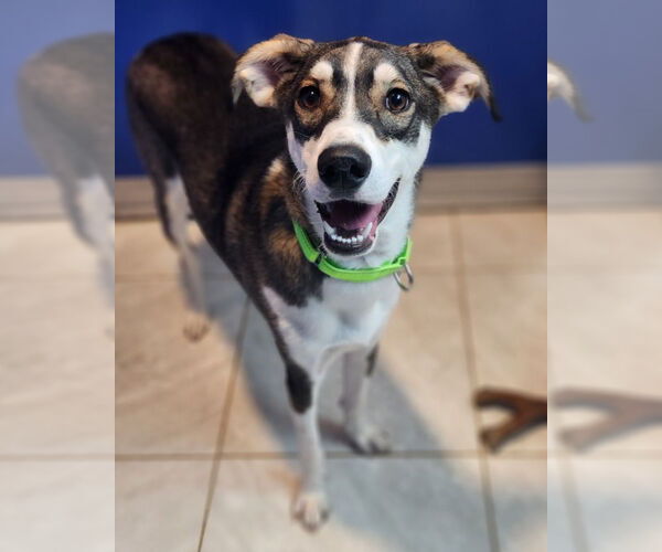 Medium Photo #1 Mutt Puppy For Sale in Walnutport, PA, USA