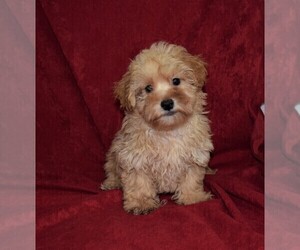 Maltese-Poodle (Toy) Mix Puppy for sale in BARNESVILLE, KS, USA