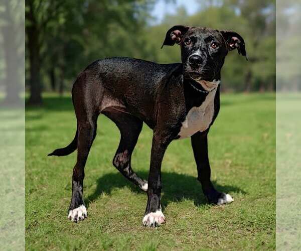 Medium Photo #2 Mutt Puppy For Sale in Talladega, AL, USA