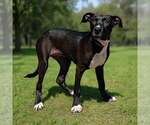 Small #1 Mutt