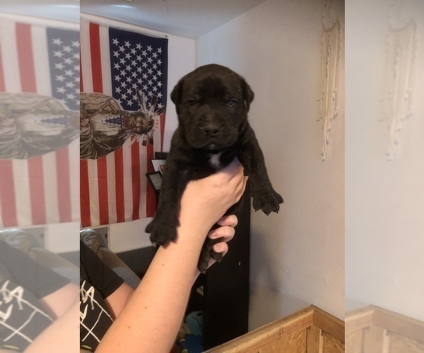 Medium Photo #3 Boerboel Puppy For Sale in WATERFORD, CA, USA