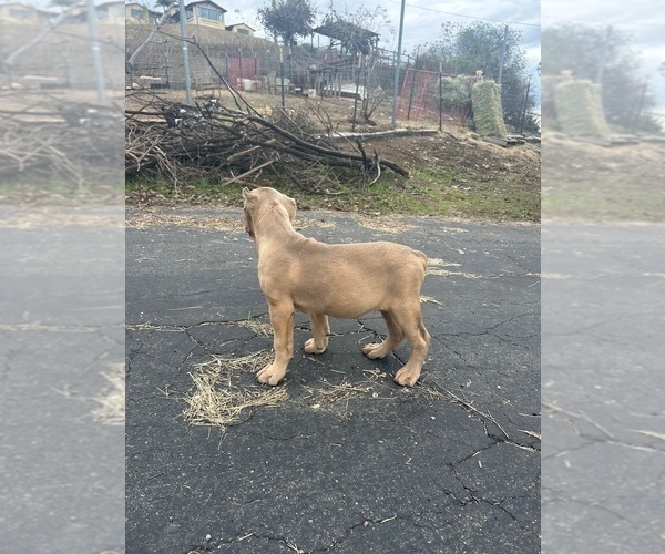 Medium Photo #27 Cane Corso Puppy For Sale in OCEANSIDE, CA, USA