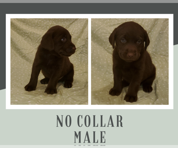 Medium Photo #1 Labrador Retriever Puppy For Sale in CLIFTON, KS, USA