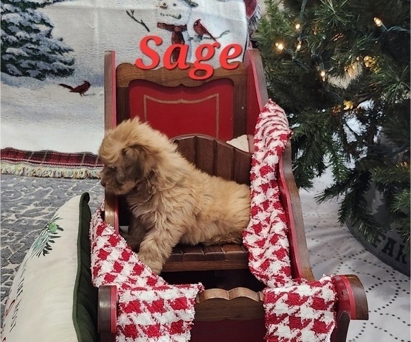 Medium Photo #30 Havanese Puppy For Sale in ALBION, PA, USA