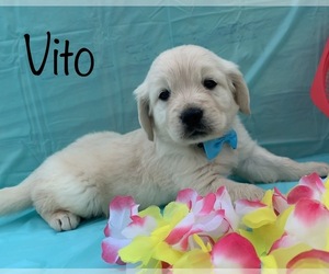 English Cream Golden Retriever Puppy for sale in DEARBORN, MO, USA