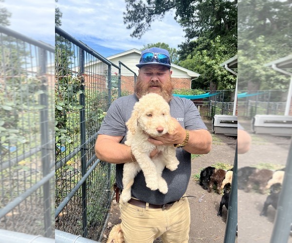 Medium Photo #8 Labradoodle mix (+ Poodle Standard) Puppy For Sale in JACKSONVILLE, NC, USA