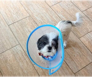 Doug - Male Shih Tzu Dog for Adoption - Photo #2