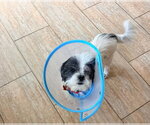 Small Photo #2 Shih Tzu Puppy For Sale in Las Vegas, NV, USA