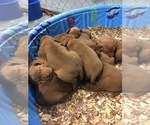 Small Photo #2 Vizsla Puppy For Sale in TYLER, MN, USA